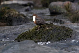 Dipper on a rock Brian Phipps