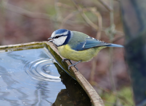 A blue tit perched on the side of a bird bath after taking a drink of water